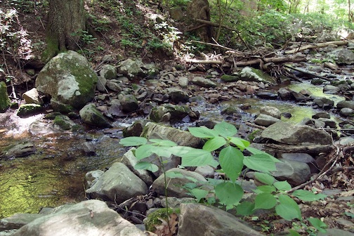 S. Fork Thornton River, Shenandoah National Park, Virginia S. Fork Thornton River