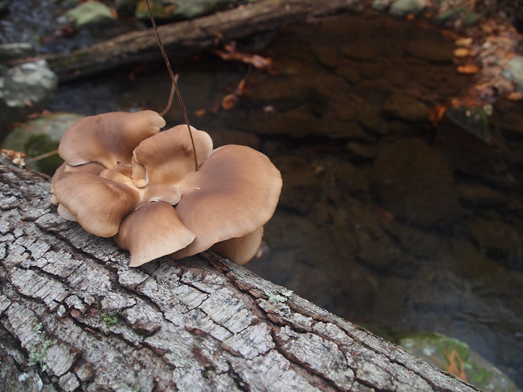 Jeremy's Run Fungus Humongous Jeremy's Run Fungus Humongous