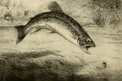 Brook Trout Determined Angler Plate 1 Brook Trout Determined Angler Plate 1