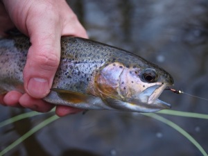 Rainbow Trout 1 Rainbow Trout, Big Stoney Creek, Virginia