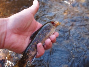 First Brook Trout 2011
