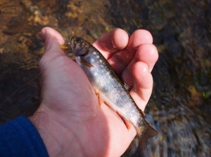 Piney River Brook Trout