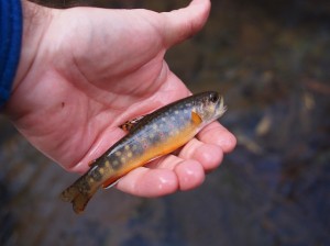 Piney River Brook Trout 3 Piney River Brook Trout 3