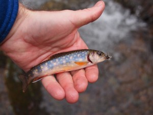 Piney River Brook Trout 20110326-A Piney River Brook Trout