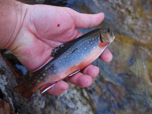 Robinson River Brook Trout 1 Robinson River Brook Trout
