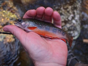 Robinson River Brook Trout 3 Robinson River Brook Trout
