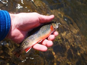 Robinson River Brook Trout 2 Robinson River Brook Trout
