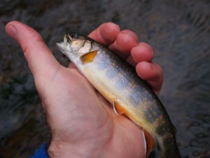 Jeremy's Run Brookie Jeremy's Run Brookie
