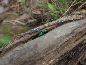 Green Six Spotted Tiger Beetle Green Six Spotted Tiger Beetle