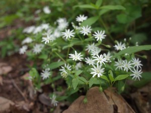 White Wildflowers Overall Run White Wildflowers Overall Run