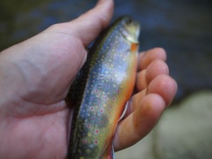 Catoctin Mountain Brook Trout
