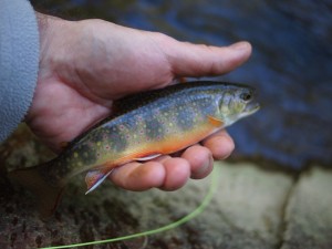 Catoctin Mountain Brook Trout 2