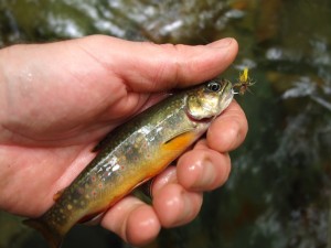 Cedar Run Brook Trout Cedar Run Brook Trout