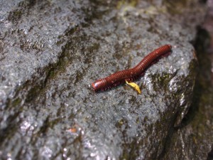 Millipede Millipede