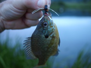Bluegill from the pond