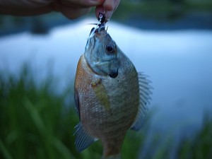 Bluegill #2 on the pond