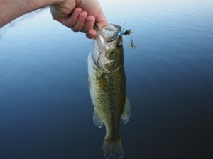 Largemouth 1 Largemouth Bass