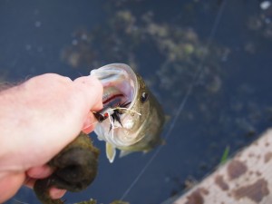 Largemouth 2 Another largemouth bass