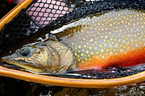 labrador-brookie-orvis Six pound Labrador Brook Trout