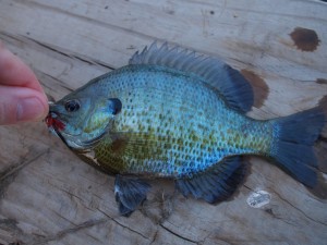 And another bluegill And another bluegill
