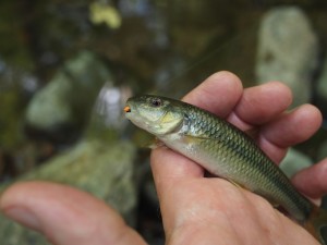 Fallfish? Fallfish?