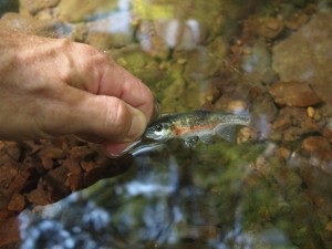 Small Rainbow Rosyside Dace