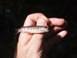 Small Brook Trout Small Brook Trout