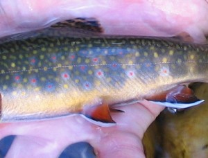 Green Mountain Brook Trout