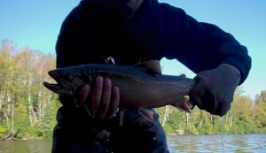 Nipigon Brook Trout