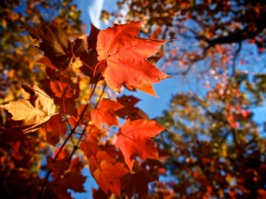 Autumn Leaves 2010