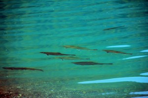 Fortress Lake Brook Trout