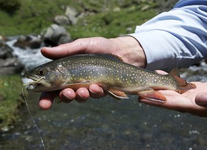 Brook Trout in the Pyrenees, Spain