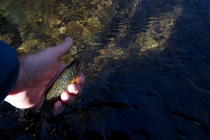 Releasing a colorful brook trout
