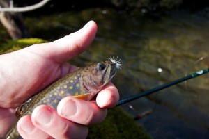 Brook Trout Adams Wulff January 2012 Brook Trout Adams Wulff January 2012