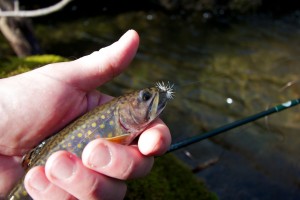 Brook Trout Adams Wulff January 2012