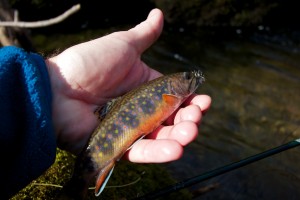 Brook Trout Adams Wulff 2 January 2012