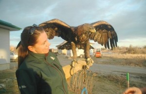 Brook Trout Eating Raptor