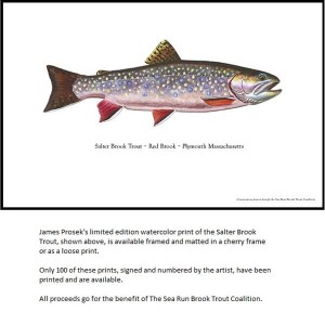 Salter - Brook Trout