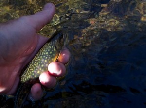 Colorful Brook Trout Released