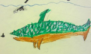 Brook Trout Drawing