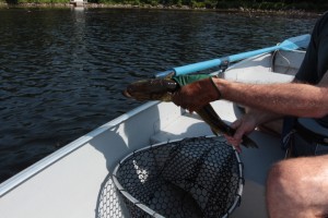 Pickerel-June-2012 Pickerel-June-2012