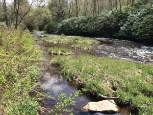 Hickory-Run-State-Park-Stream