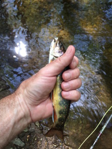 Michaux Brook Trout