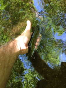 GWNF Brook Trout