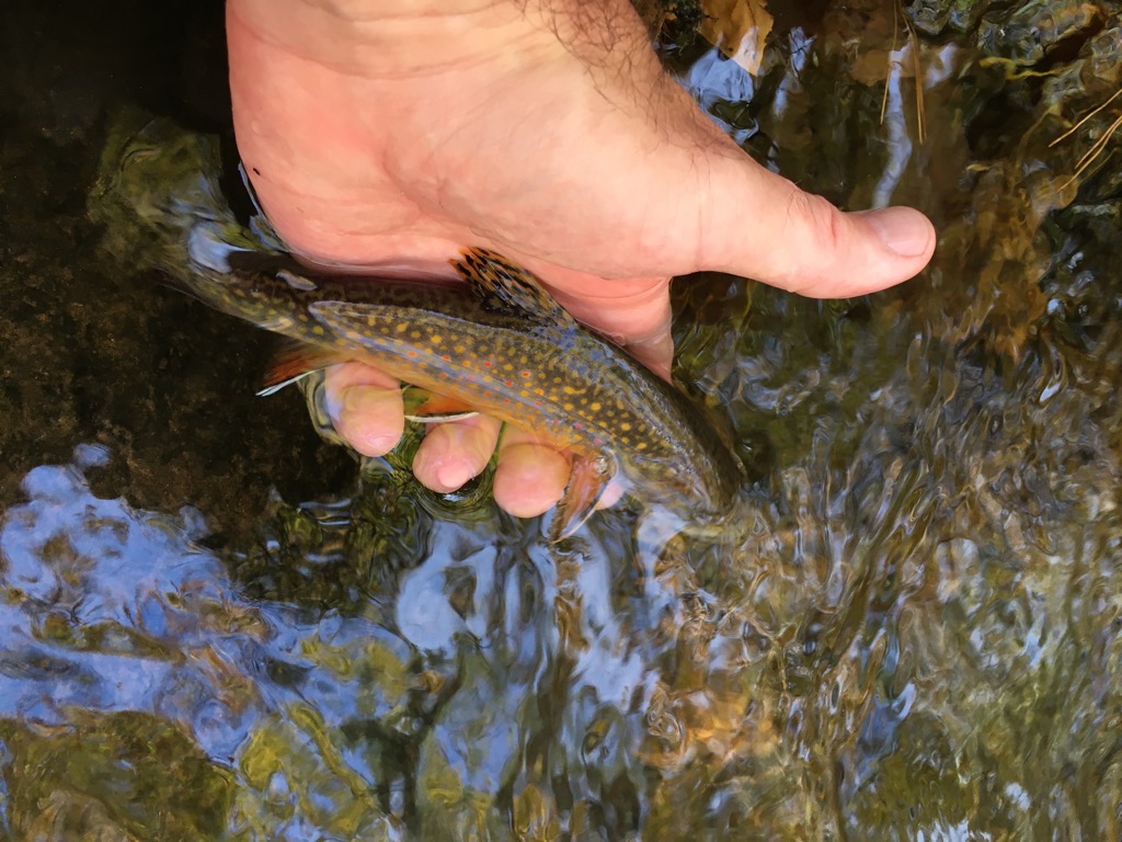 Rapidan, Rose, One Other Stream in a Day – Brook Trout Fishing Guide