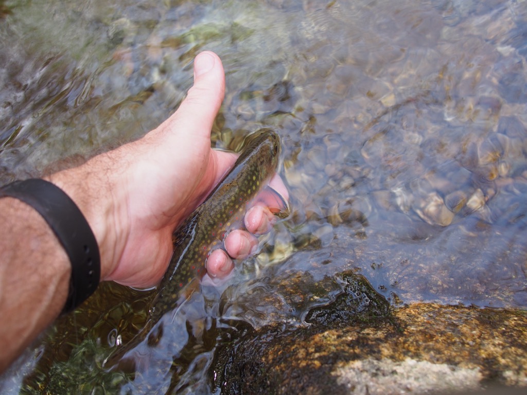 Rapidan, Rose, One Other Stream in a Day – Brook Trout Fishing Guide