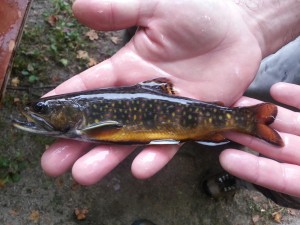 Brook Trout