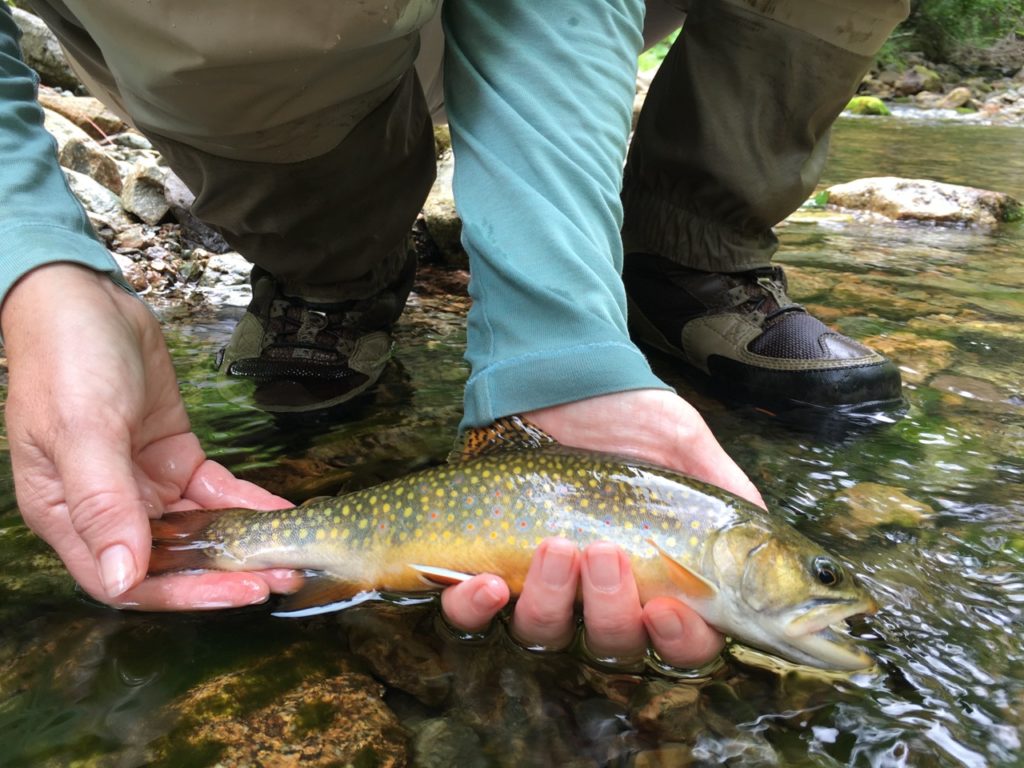 Cape Breton Brook Trout