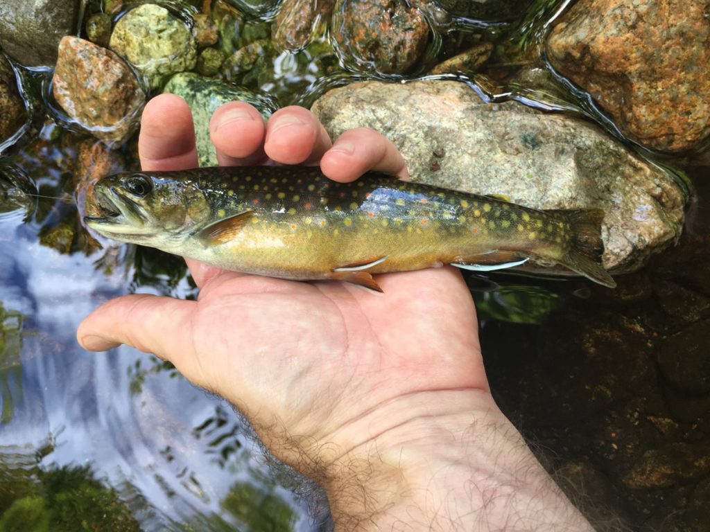 Another Cape Breton Island brookie