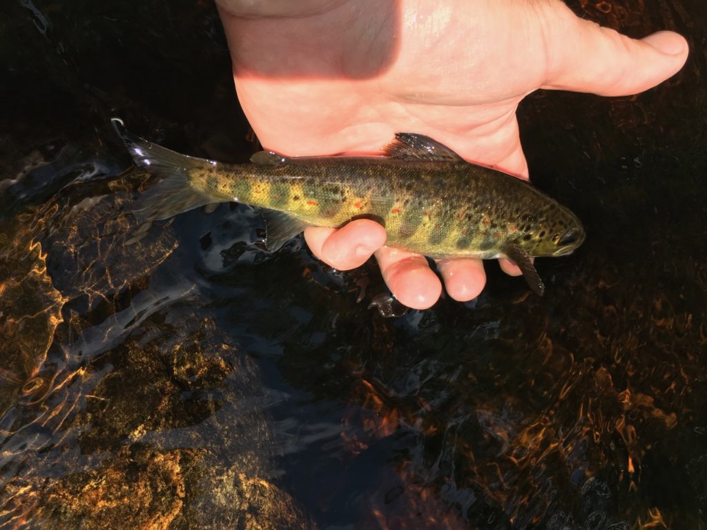 Cape Breton Highlands salmon